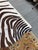5ft 1in × 5ft 8in Zebra Printed Hair on Hide Area Rug For Sale - Image 11 of 12