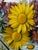Scottish Floral Still Life “Mary’s Garden” by Dan Ferguson Roi, 20th Century For Sale - Image 15 of 15