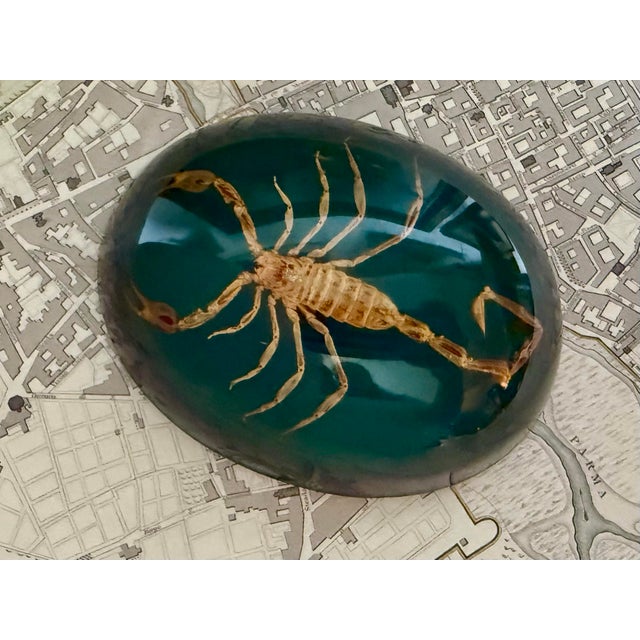 Rustic Mid 20th CenturyTaxidermy Scorpion Specimen Lucite Paperweight For Sale - Image 3 of 7