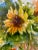 Framed Original Watercolor Painting “Sunflower” For Sale - Image 11 of 12