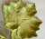 Late 20th Century Vintage Portuguese Faiancas Neto & Gomes Hand-Painted Majolica Leaf Canapé Plates- Set of 3 For Sale - Image 5 of 12