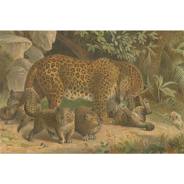 Leopards, After Wilhelm Kuhnert, 1894, Paper For Sale - Image 4 of 10
