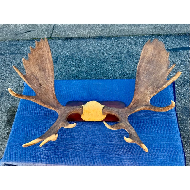 Camel Extra Large Vintage Moose Antler Wall Mount For Sale - Image 8 of 8