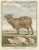 Rare 1769 iceland sheep pair – hand-coloured buffon engravings amsterdam this superb pair of hand-coloured 18th-century...