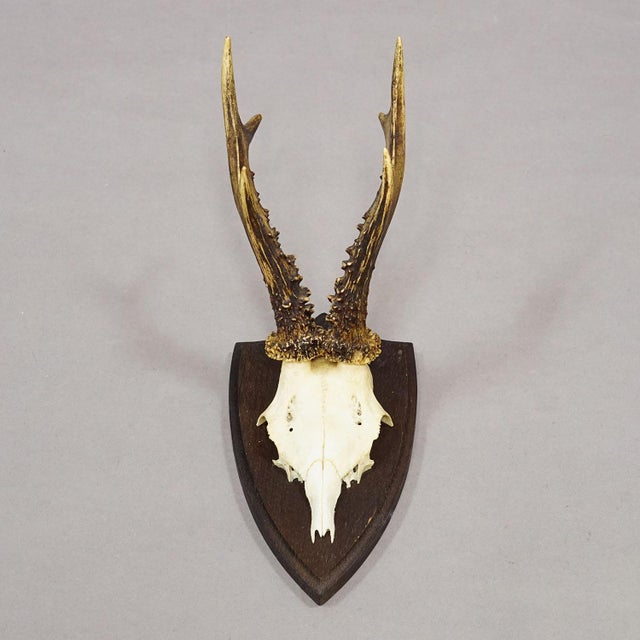 Set of Six Roe Deer Trophies on Turned Plaques Germany Ca. 1960s For Sale - Image 6 of 7