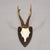 Set of Six Roe Deer Trophies on Turned Plaques Germany Ca. 1960s For Sale - Image 6 of 7