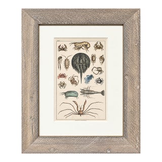 Horseshoe Crab, Shrimp and Crab Variety | Marine Life Arthropods | Original Lithograph by Fullarton, 1847 For Sale