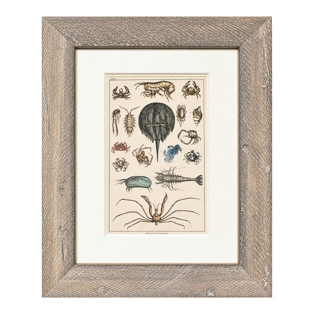 Horseshoe Crab, Shrimp and Crab Variety | Marine Life Arthropods | Original Lithograph by Fullarton, 1847 For Sale
