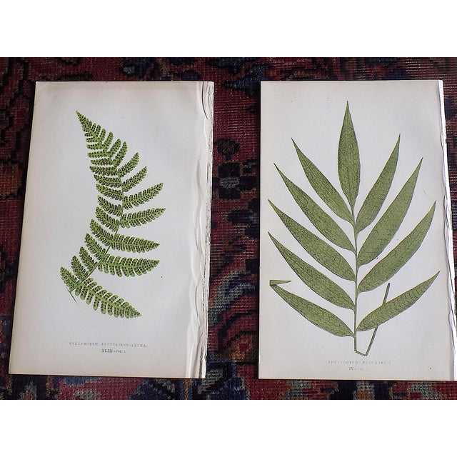 Antique 19th Century Botanical Fern Wood Engravings - Set of 12 For Sale In Cincinnati - Image 6 of 9