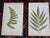 Antique 19th Century Botanical Fern Wood Engravings - Set of 12 For Sale In Cincinnati - Image 6 of 9