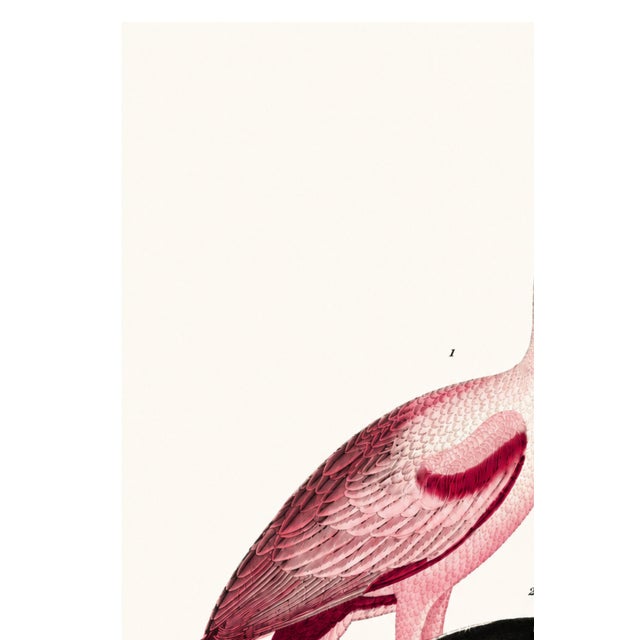 Illustration Roseate Spoonbill & Shorebirds, Vintage Natural History Art Print Reproduction, 32" X 48" For Sale - Image 3 of 11