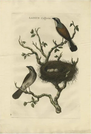 J. C. Sepp, Cornelius Nozeman & M. Houttuyn, Illustration of a Red-Backed Shrike, 1770, Print
