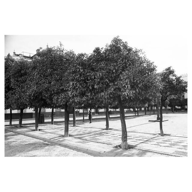 Paul Cooklin, Trees, Silver Gelatin Photograph, Limited Edition of 10 For Sale