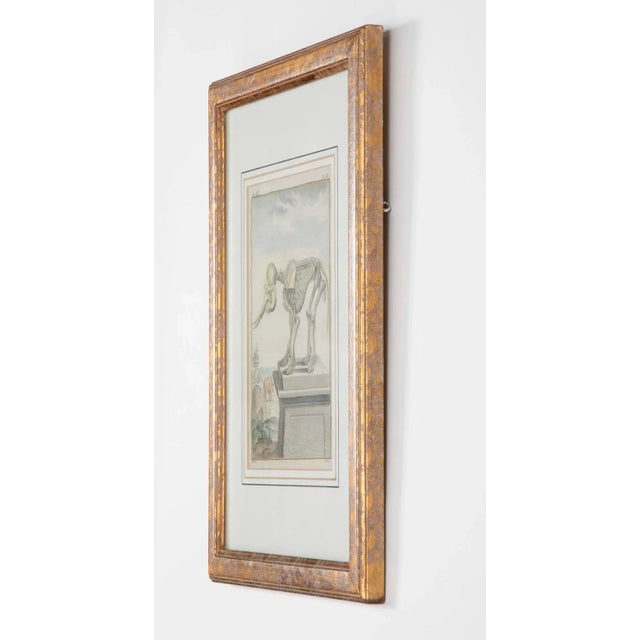 18th Century French Hand Colored Etching of an Elephant Skeleton For Sale - Image 4 of 9