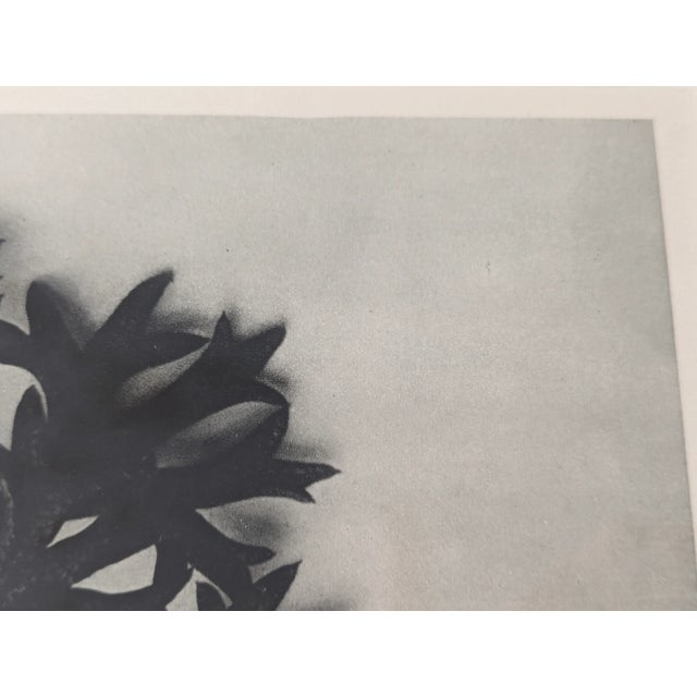White 1970s Karl Blossfeldt Botanical Framed Print Collection - Set of 5 For Sale - Image 8 of 11