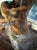 Stone Large Mid-Century Studio Craft Burl Root & Unakite Stone Lamp With Organic Fiber Shade — 16” For Sale - Image 7 of 17