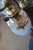 Antique Victorian Hubbell Opalescent Swirl Glass 4 Light Pendant Chandelier 38" For Sale - Image 14 of 14
