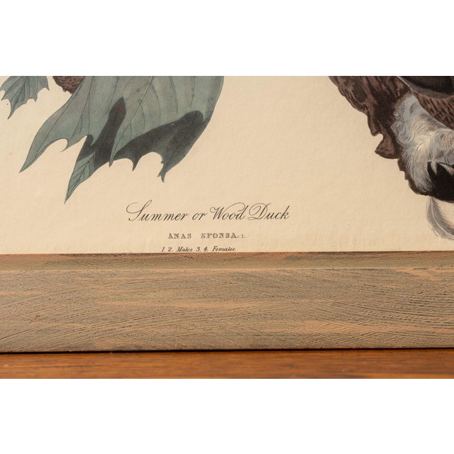 1970s Vintage "Summer or Wood Duck" Framed Audubon Print For Sale - Image 5 of 6