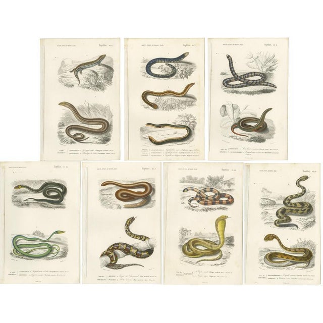 Charles Henry Dessalines d'Orbigny, Snakes and Reptiles, 1861, Prints, Set of 7 For Sale - Image 9 of 9