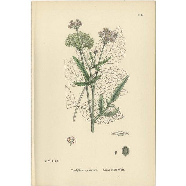 1900 - 1909 Sowerby, Botanical Trio Carrots, England, 1902, Prints, Set of 3 For Sale - Image 5 of 9