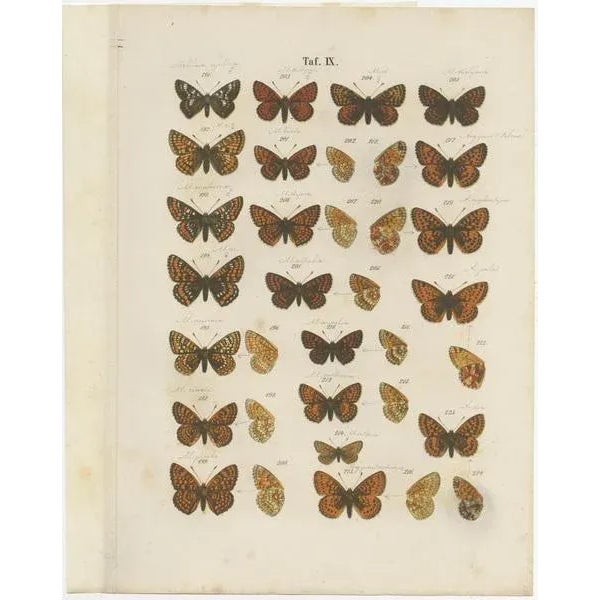 Paper Ramann, Butterflies and Moths, 1870, Set of 7 For Sale - Image 7 of 9