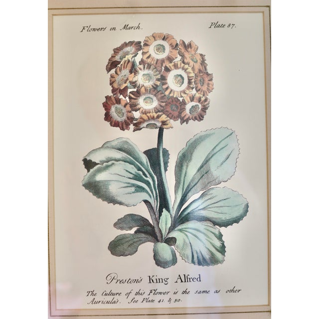 Vintage Botanical Prints in Italian Gilt Gold Leaf Frames - A Pair. This colorful pair of flowers are in full bloom in...