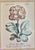 Vintage Botanical Prints in Italian Gilt Gold Leaf Frames - A Pair. This colorful pair of flowers are in full bloom in...