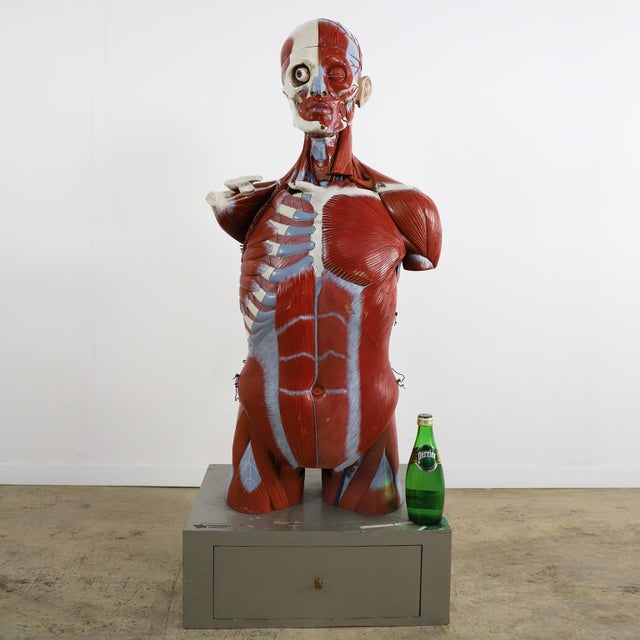 Anatomical Medical Teaching Display, circa 1960 For Sale - Image 11 of 18