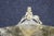 Late 19th Century Victorian Figural Silver-Plate Tazza With Engraved Floral Tray For Sale - Image 5 of 18