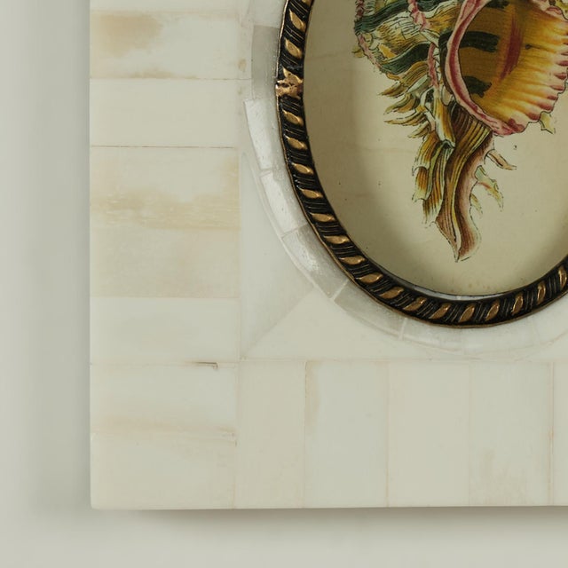 Pair of Petite Bone Framed Seashell Prints For Sale - Image 13 of 16