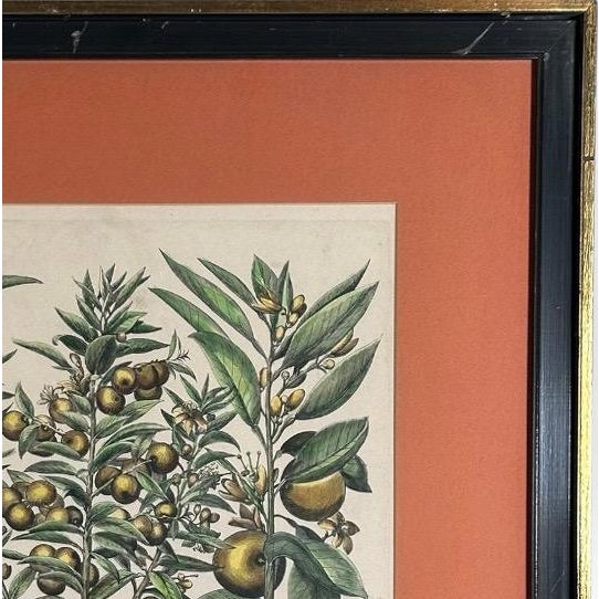 Vintage Framed Basilius Besler Botanical Lithograph Prints Hortus Eystettensis Pair For Sale - Image 15 of 18