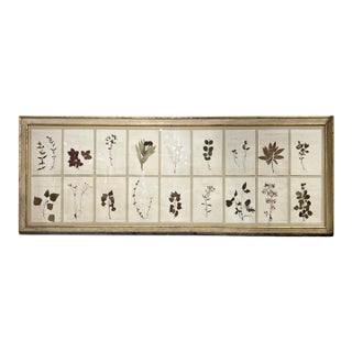 18th Century Swedish Framed Botanical Collection For Sale