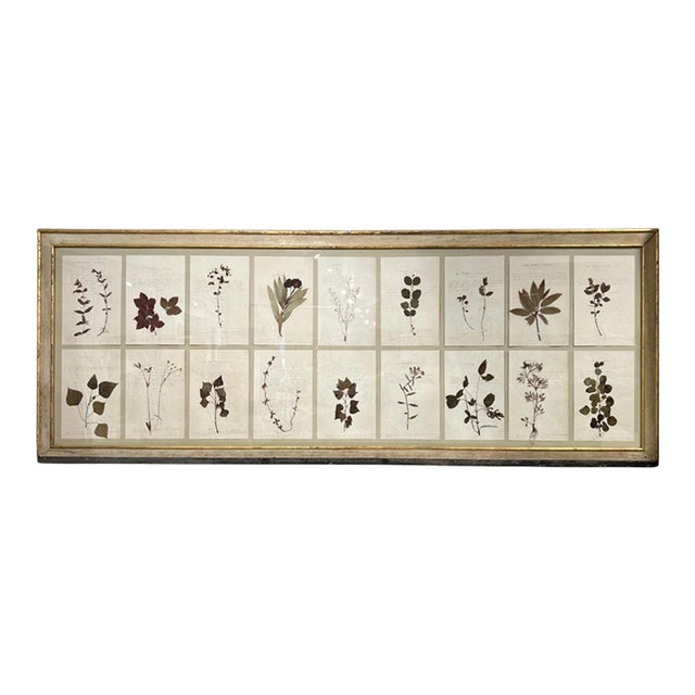18th Century Swedish Framed Botanical Collection For Sale