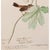 John James Audubon Swamp Sparrow After John J. Audubon, 1960s Cottage Print For Sale - Image 4 of 11