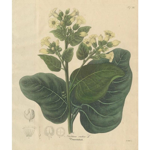 Antique Tobacco Botanical Print, Nicotiana rustica, c.1831 : This original botanical engraving depicts Nicotiana rustica,...
