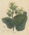 Antique Tobacco Botanical Print, Nicotiana rustica, c.1831 : This original botanical engraving depicts Nicotiana rustica,...
