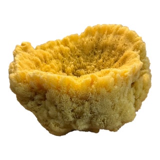 Giant Sea Sponge Vase #1 For Sale