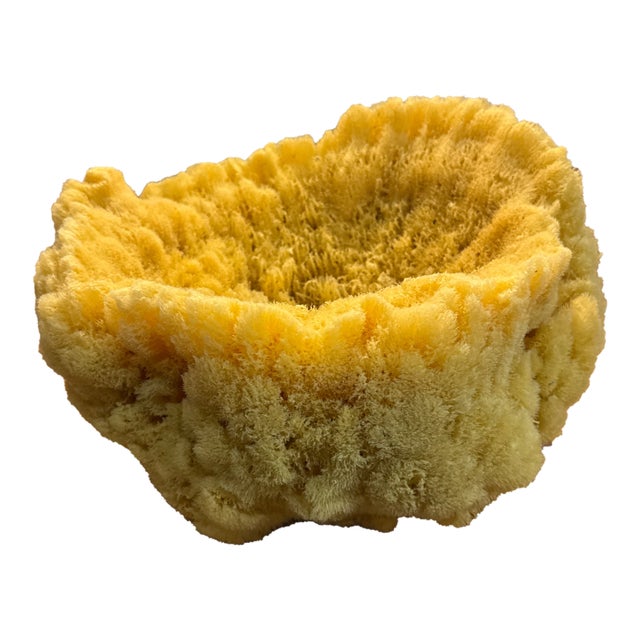 Giant Sea Sponge Vase #1 For Sale