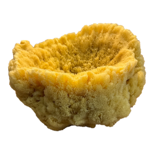 Giant Sea Sponge Vase #1