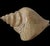 Wood Late 20th Century Sarreid Large Carved Wood Conch Shell, Made in Spain For Sale - Image 7 of 11