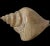 Wood Sarreid Large Carved Wood Conch Shell, Made in Spain For Sale - Image 7 of 11