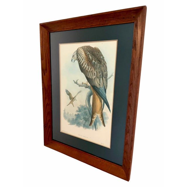 Victorian 19th-Century Framed John Gould Red Kite | Original Antique Bird Print For Sale - Image 3 of 12