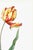 Not Yet Made - Made To Order Didier's Tulip by Redouté, Vintage Botanical Art Print, 16" X 20" For Sale - Image 5 of 8