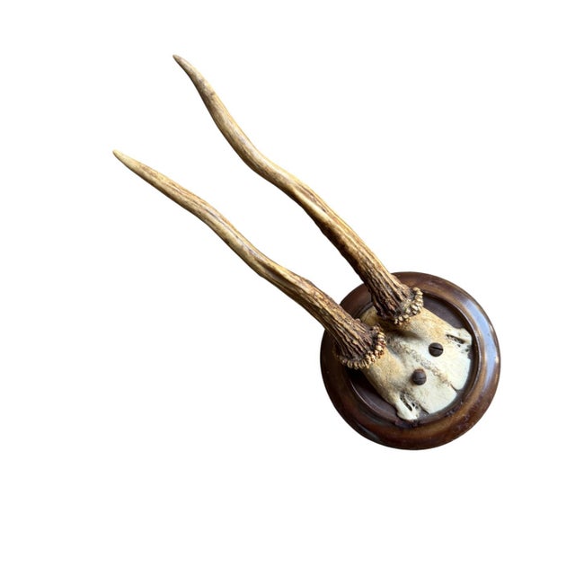 Cabin Roe Deer Trophy 190 Black Forest Antlers For Sale - Image 3 of 4