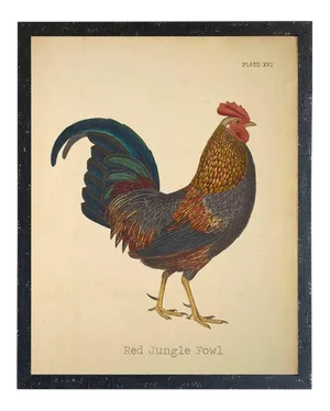 Country Print of Red Jungle Fowl Rooster - 14x18