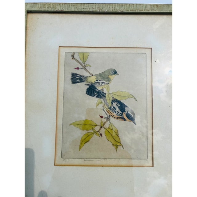 This etching is signed Benson Moore (1882-1974) “Magnolia Warblers “ is a hand colored etching dating from the 40’s...