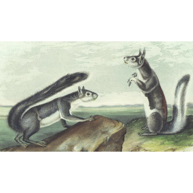 Original first edition Audubon stone lithograph from "The Viviparous Quadrupeds of North America", octavo edition, printed...