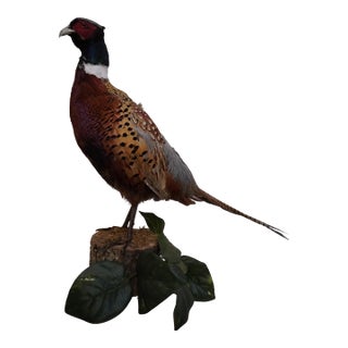 Taxidermy Pheasant Standing on a Piece of Wood For Sale