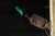 Early 20th Century Japanned Scissor Arm Lamp With Glass Shade For Sale - Image 13 of 18