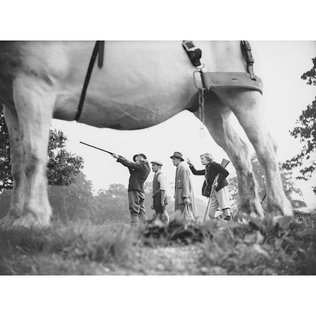 Shooting Party 10th October 1936: A woman takes aim with her shotgun during a shooting party at Borthwicks Farm, Hatfield,...